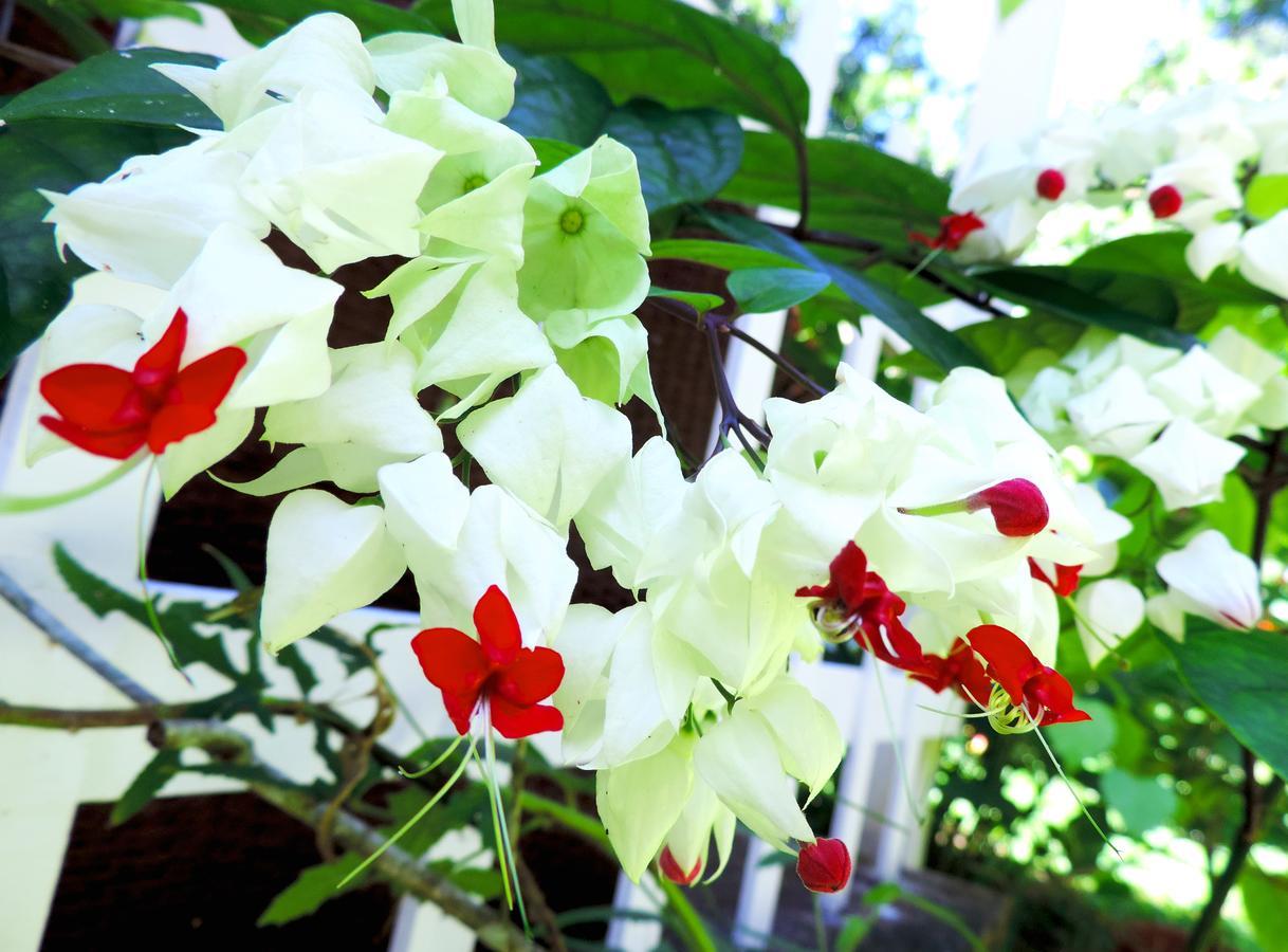 Rosa Lodge Cahuita Exteriör bild